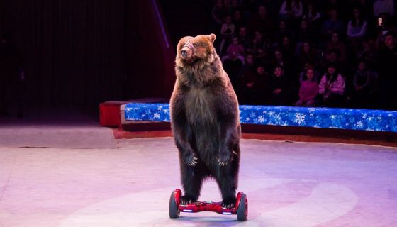 Цирк «VIVAT», Стерлитамак