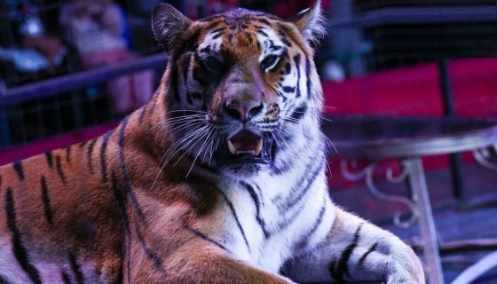 Цирк «VIVAT», Стерлитамак