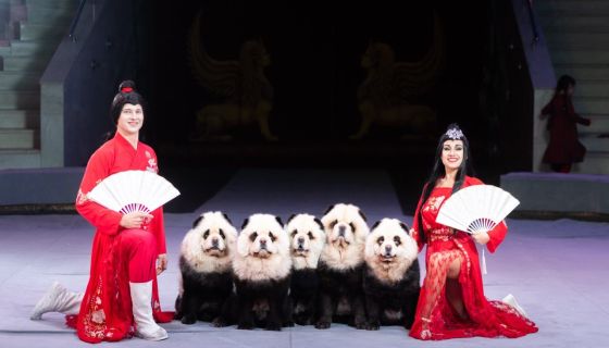 Цирк «VIVAT», Стерлитамак