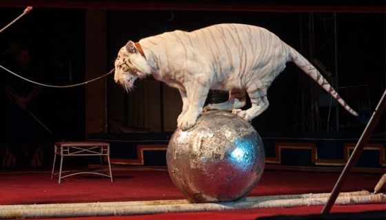 Цирк-шапито «Максимус», Стерлитамак