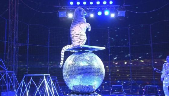 Цирк-шапито «Максимус», Стерлитамак