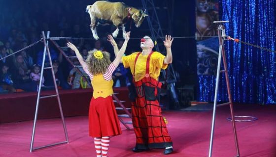 Цирк-шапито «Счастья»