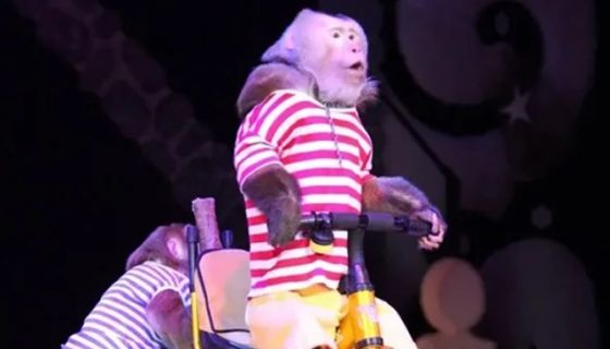 Цирк-шапито «Счастья»