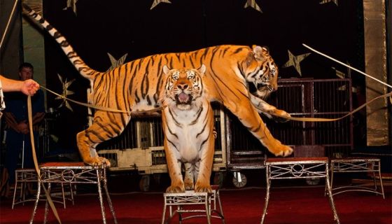 Цирк-шапито «Максимус»